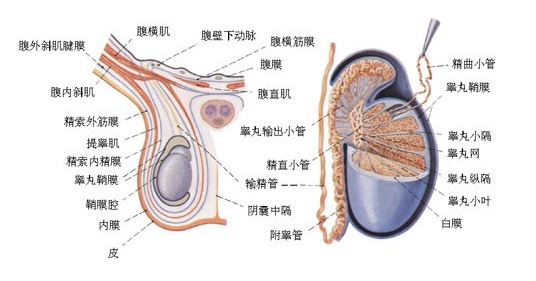 睾丸炎用药,睾丸炎危害,睾丸炎治疗,睾丸炎症状,睾丸炎图片